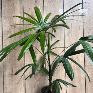 May include: A green potted plant with long, dark green leaves. The plant is in a dark green pot and is sitting on a wooden floor.