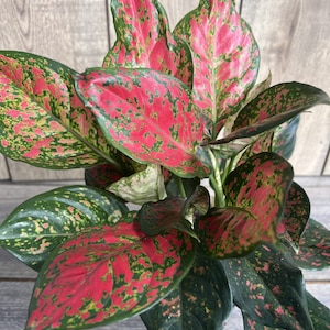 Aglaonema Wishes, Red Valentine in 6&quot; Pot