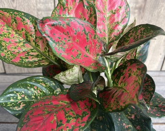 Aglaonema Wishes, Red Valentine in 6&quot; Pot