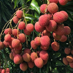 May include: A close-up of a lychee tree branch laden with ripe, red lychees. The lychees are clustered together, creating a vibrant and colorful display.