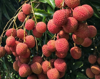 Large Sweetheart Lychee in 10" Pot, 3 to 4 Ft tall, grafted