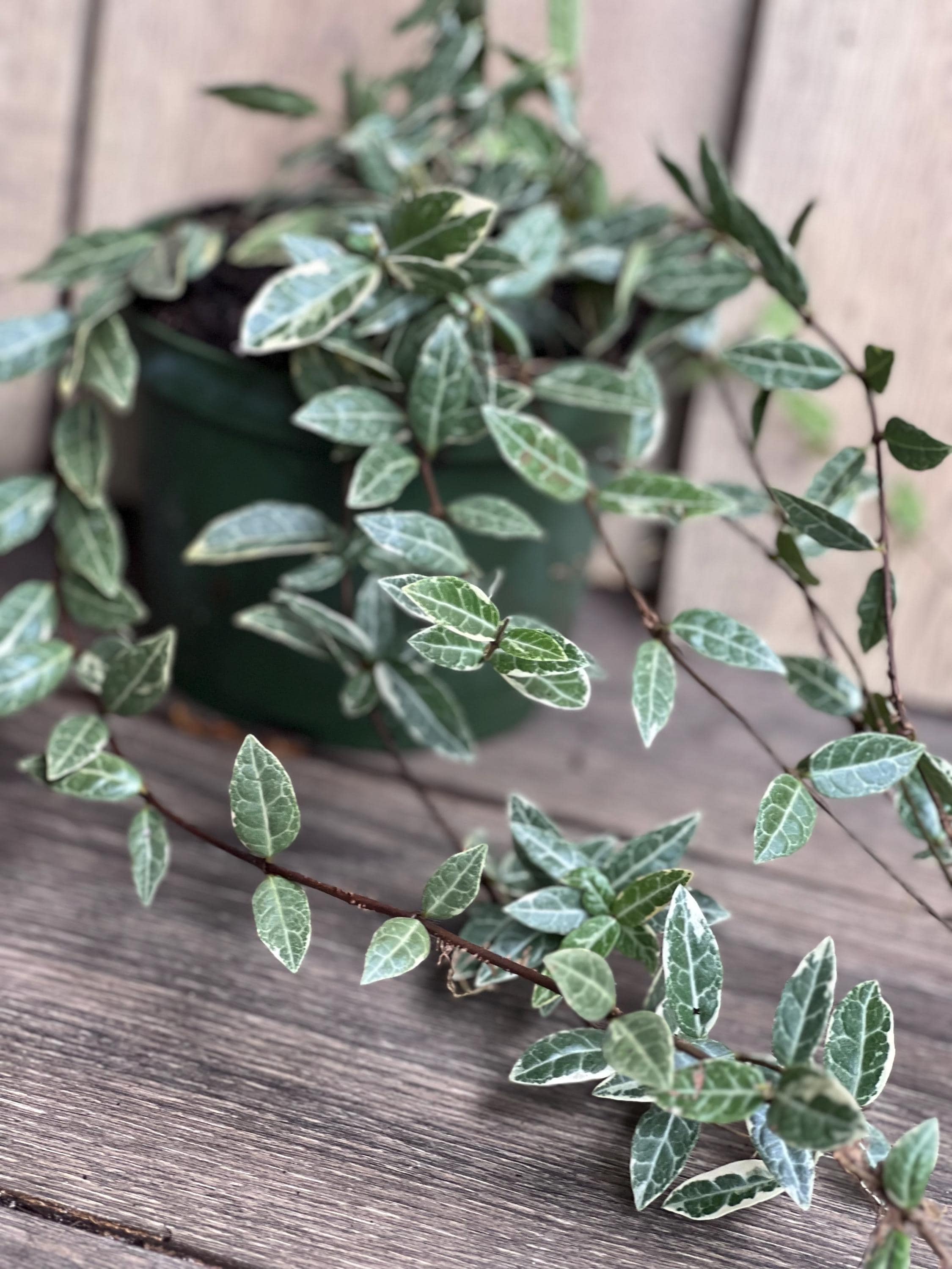 木製オルゴール Trietesse Jasmin Ouyang 木製オルゴール Trietesse Jasmin Ouyang 木製オルゴール Trietesse