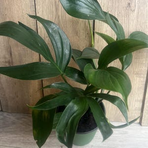 philodendron little hope Philodendron: Little Hope – Lakeside Garden Gallery main image 0