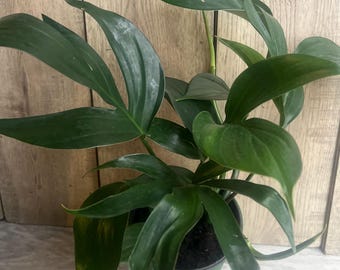 Redilla's Dragon Tail | Callisia Soconuscensis | Tradescantia