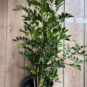 May include: A green potted plant with multiple stems and dark green leaves. The plant is in a black plastic pot.