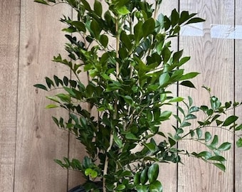 May include: A green potted plant with multiple stems and dark green leaves. The plant is in a black plastic pot.