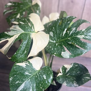 May include: A variegated Monstera plant with white and green leaves. The plant is potted in a green pot.