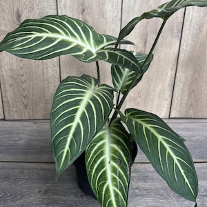 Xanthosoma lindenii Magnificum in 6&quot; Pot , Caladium Lindenii