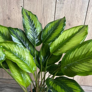 Calathea Beauty Star - Calathea , in 6" pot, Prayer Plant