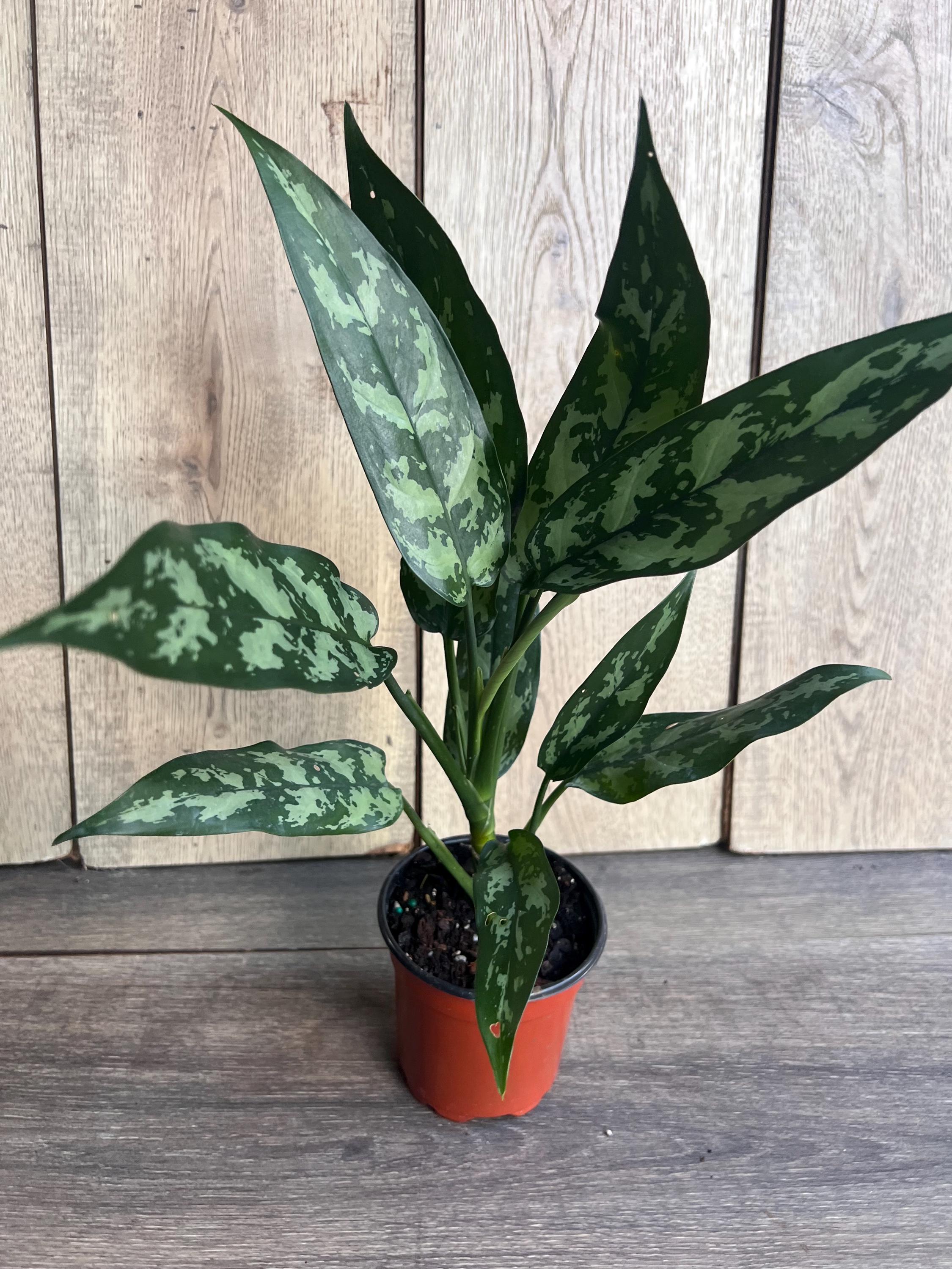 Aglaonema Maria, Aglaonema Tigress in 4" Inches Pot - Etsy