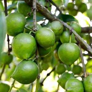 May include: Close-up of a branch of a tree with many green round fruits hanging from it. The fruits are clustered together and have a smooth, shiny surface.