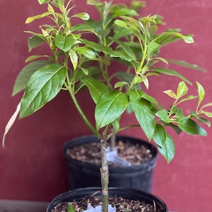 Mexicola Grande Avocados For $1 In Riverside, CA | For Sale &amp; Free