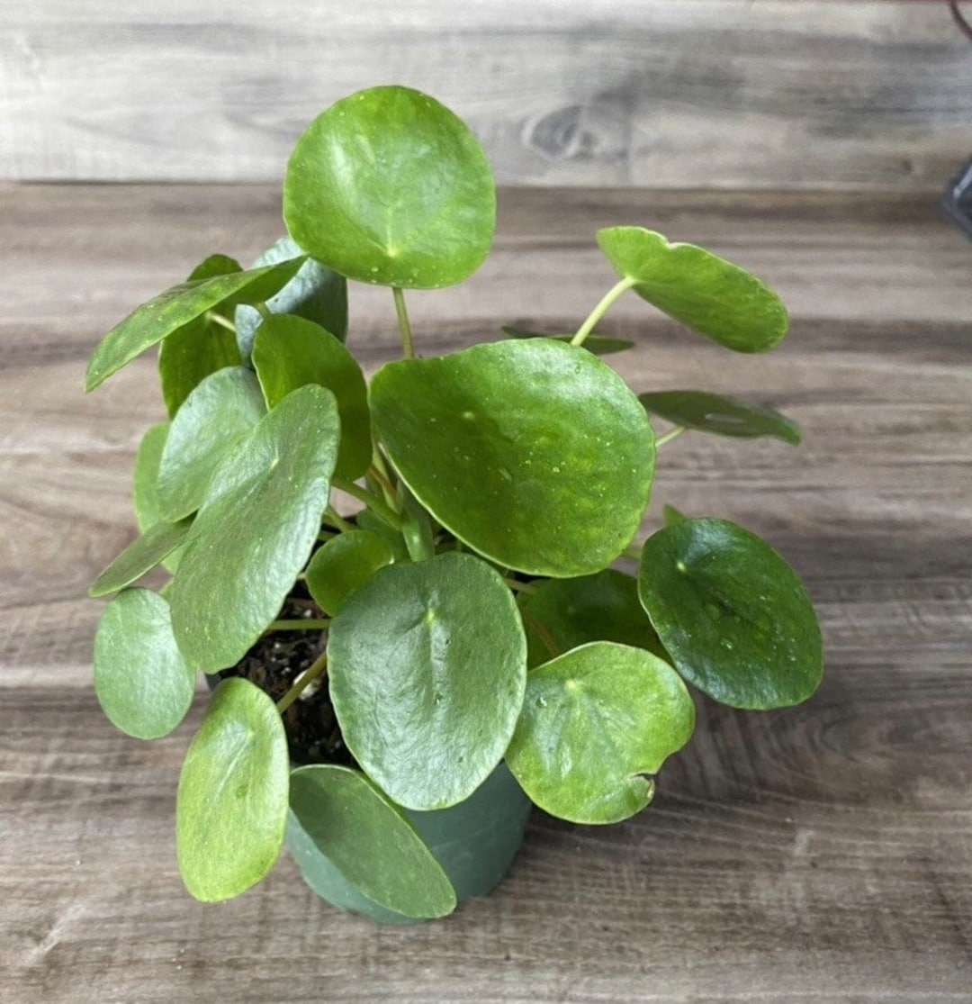 Pilea Peperomioides Chinese Money Plant Pancake UFO Pepperoni Plant in