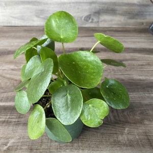 May include: A Pilea peperomioides plant, also known as a Chinese money plant, in a small green pot. The plant features round, vibrant green leaves with a smooth texture. The leaves are of varying sizes and are arranged around the stems.