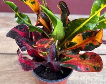 Croton Mamey in 4" Pot, house plant, indoor, outdoor
