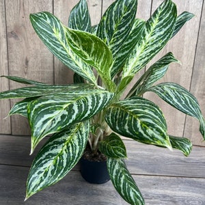 Aglaonema Golden Madonna in 6&quot; Pot
