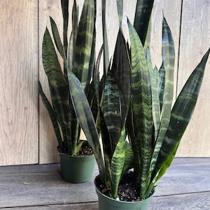 Sansevieria Black Coral in 4&quot; pot