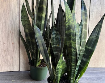 Sansevieria Black Coral in 4" pot