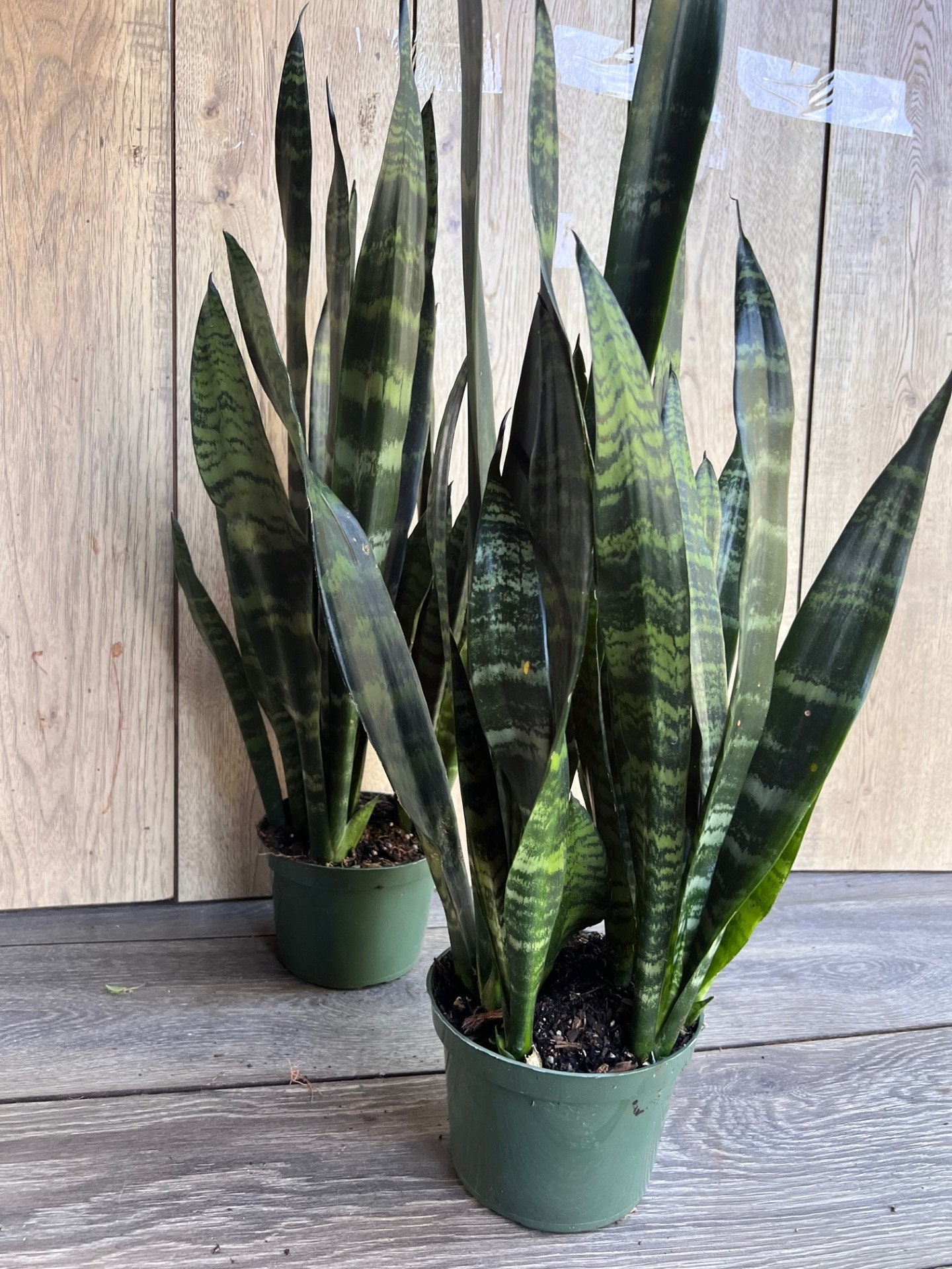 Sansevieria Black Coral in 4