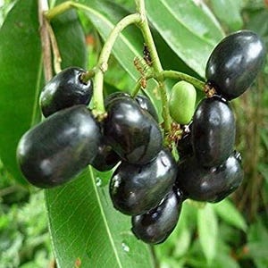 Java Plum in 3 gallon, air layered, Syzygium cumini, Black Plum, Malabar Plum,  Jamun, Jamul, Jamblang