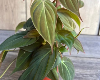 May include: A potted plant with dark green, velvety leaves. The leaves have a reddish hue on the underside and edges.