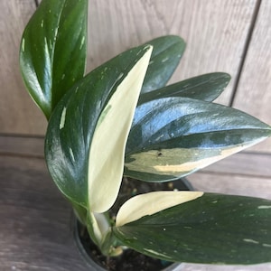 Monstera Standleyana Albo in 4&quot; Pot , Philodendron Cobra