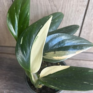 Monstera Standleyana Albo in 4" Pot , Philodendron Cobra