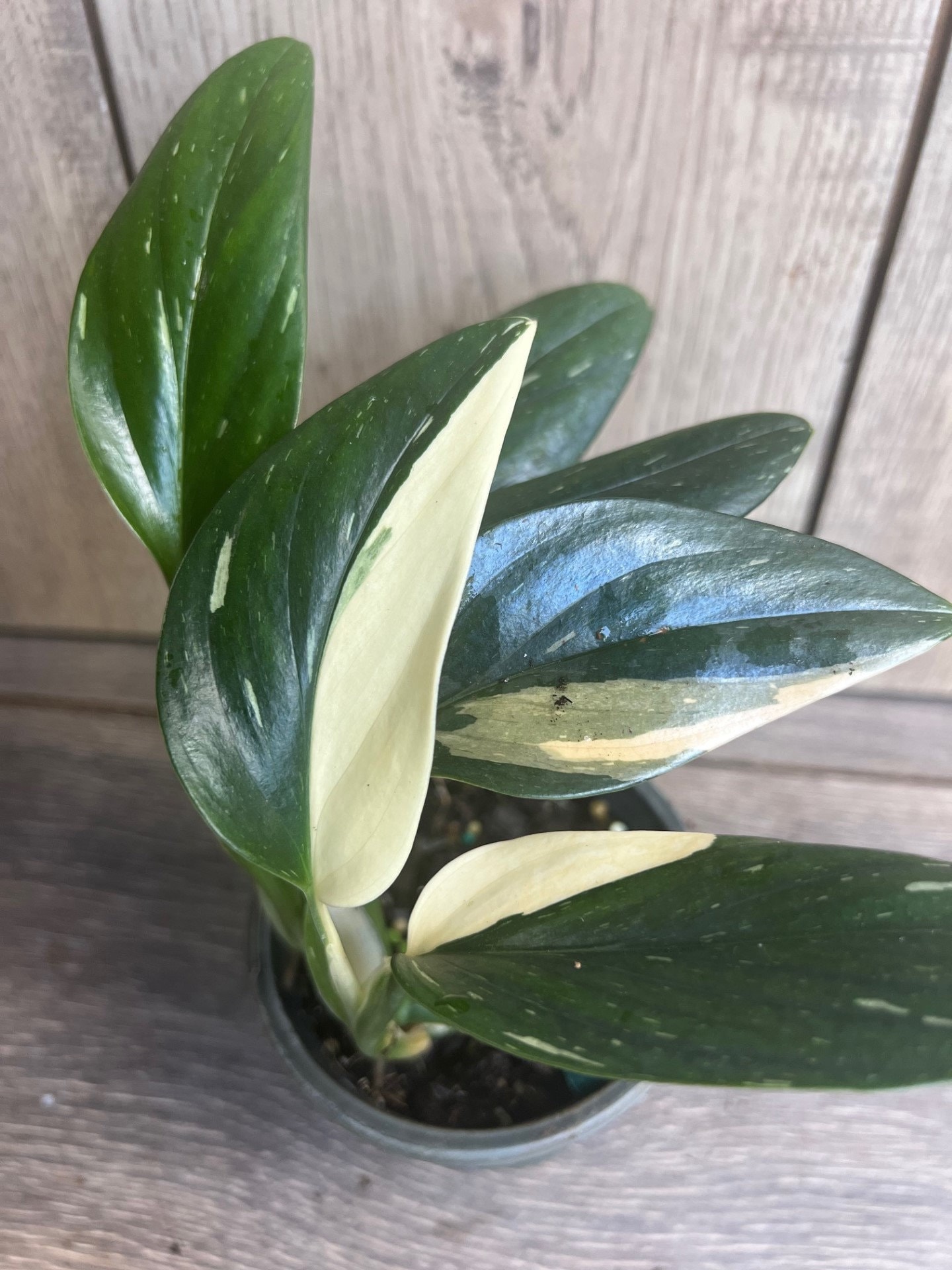 Monstera Standleyana Albo in 4" Pot , Philodendron Cobra - Etsy