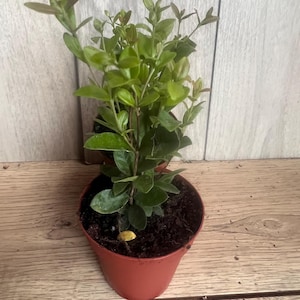 May include: A small potted plant with vibrant green leaves and reddish-brown stems. The plant is in a terracotta-colored plastic pot, set against a light wood-grain background. The plant appears healthy and well-cared for.