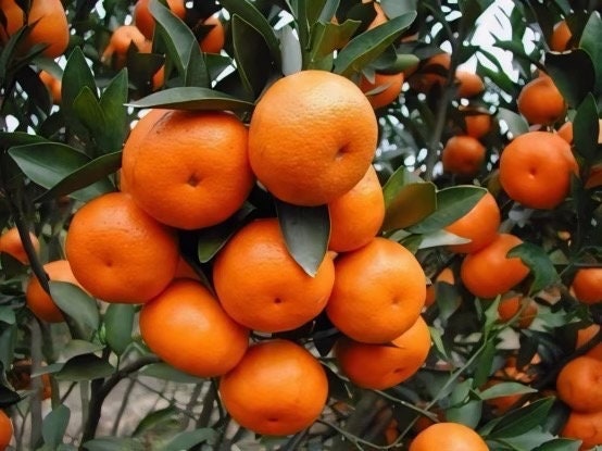 Ponkan Mandarin, Chinese Honey Orange, Tangerine in half gallon