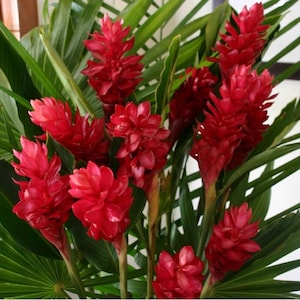 May include: A vibrant bouquet of red ginger flowers with lush green foliage. The flowers are a deep, rich red, and the leaves are a bright green. The arrangement is a tropical display, perfect for adding a pop of color to any space.