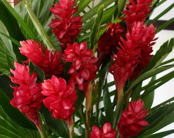 Red Hawaiian Ginger in 4" Pot, Alpinia purpurata,  Live Tropical Plant”