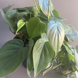 May include: A potted plant with large, heart-shaped leaves. The leaves are a mix of green and silver, with a silvery sheen.