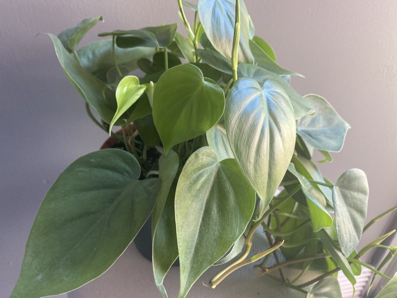 May include: A potted plant with large, heart-shaped leaves. The leaves are a mix of green and silver, with a silvery sheen.