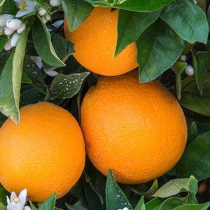 Glenn Navel Orange Tree in half Gallon Pot, Grafted,  Florida Shipping Only