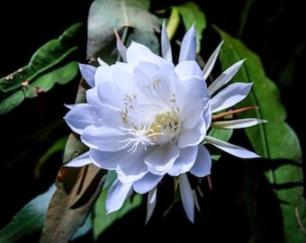 Epiphyllum oxypetalum , Night Blooming Cactus, orchid in 4&quot; Pot