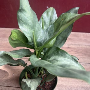 Aglaonema Gary Ghost, aglaonema ghost in 6&quot;