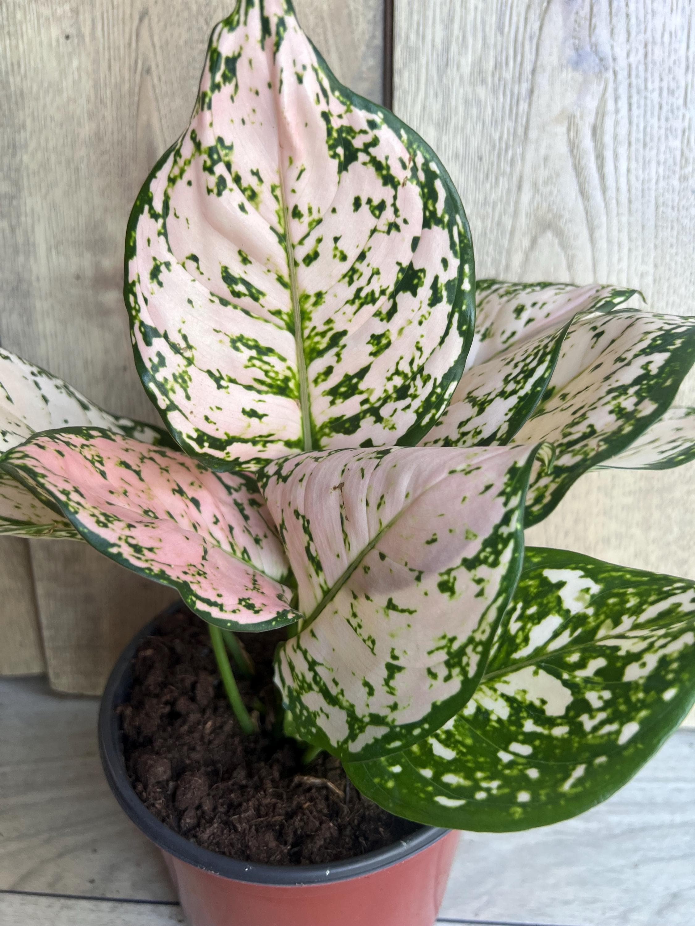 Aglaonema Pink Eileen in 6