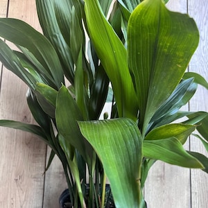 May include: A potted green plant with long, narrow leaves. The plant is in a black plastic pot.