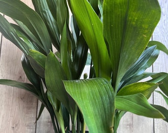 Large CAST IRON PLANT - Aspidistra elatior - 10" pot