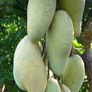 Nam Doc Mai, Thai Mango Tree,  grafted in 6 inch pot or 3 gallons pot, No Ship to AZ and HI