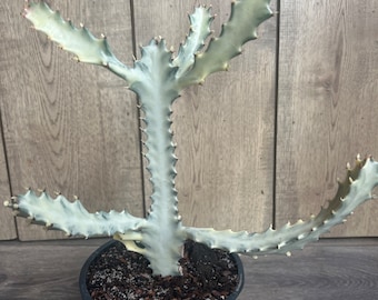 Ghost cactus | White variegated euphorbia lactea | Rare Cactus in 6"