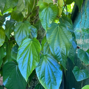 Betel Leaf Plant, Piper Betel in 4" Pot , Daun Sirih Plant ,