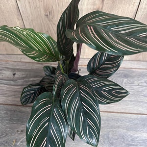 Calathea Ornata in 6&quot; Pot, prayer plant