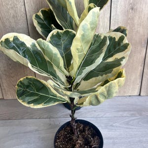 May include: A Fiddle Leaf Fig plant in a black pot. The plant has large, variegated leaves with green and cream-colored edges. The plant is approximately 24 inches tall and is set against a light wood background.
