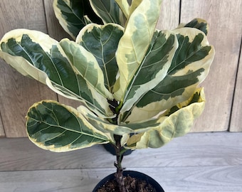 Large Ficus Lyrata Variegated in 6" Pot