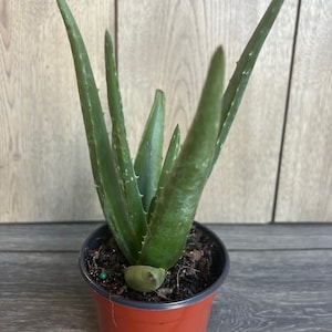 Aloe Vera Plant in 4" pot