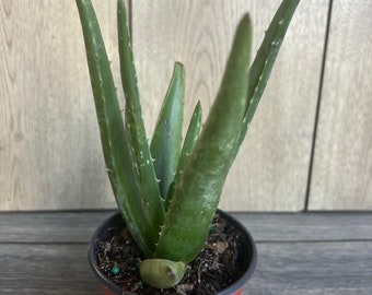 Aloe Vera Plant in 4" pot