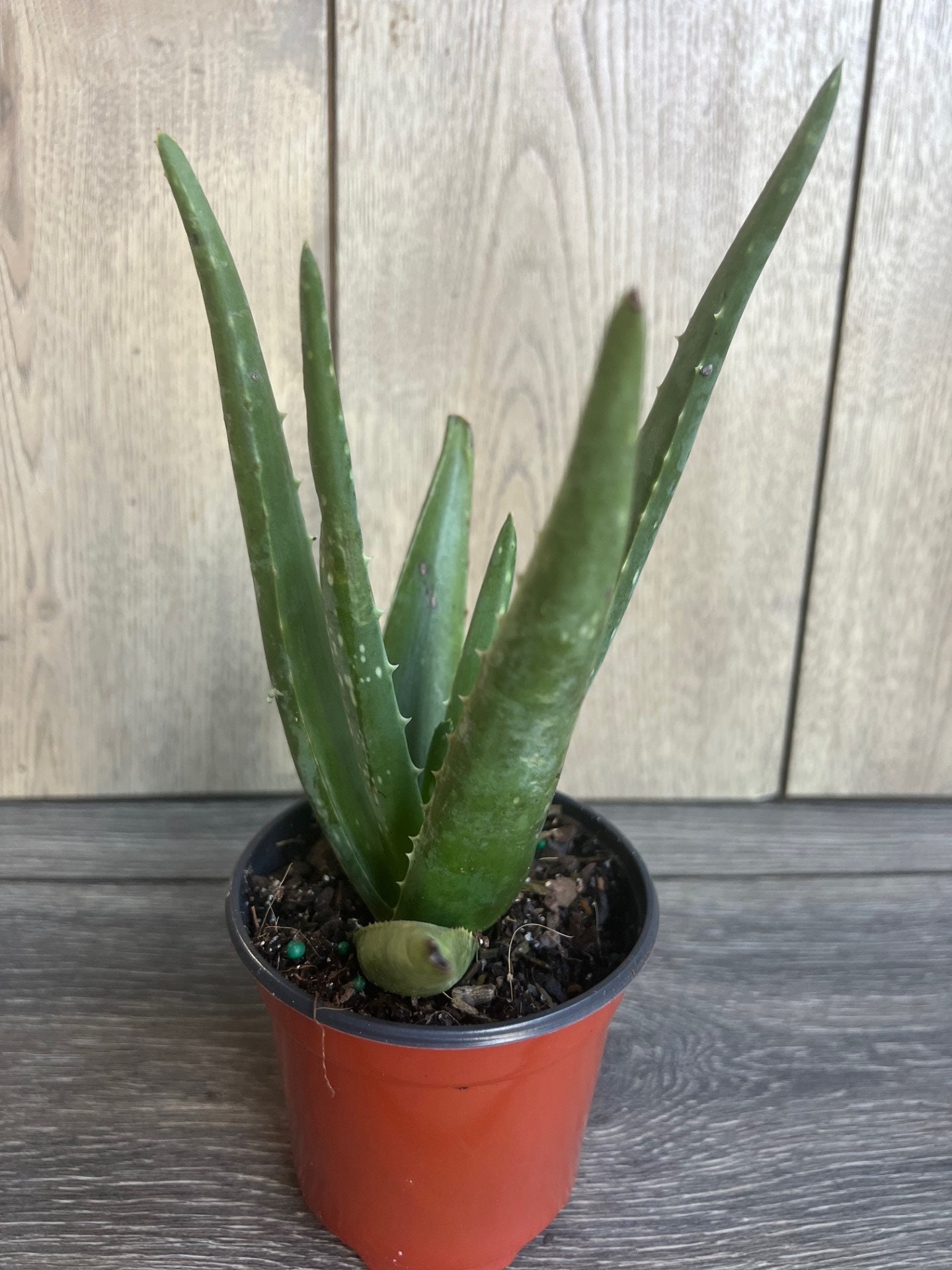 agave neomexicana blte Agave parryi ssp neomexicana