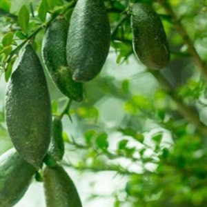 May include: A close-up of a branch of a lime tree with several green limes growing on it. The limes are oval-shaped and have a smooth, green skin.